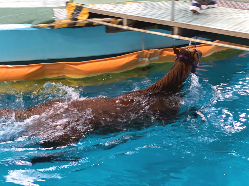プールで泳ぐ競走馬