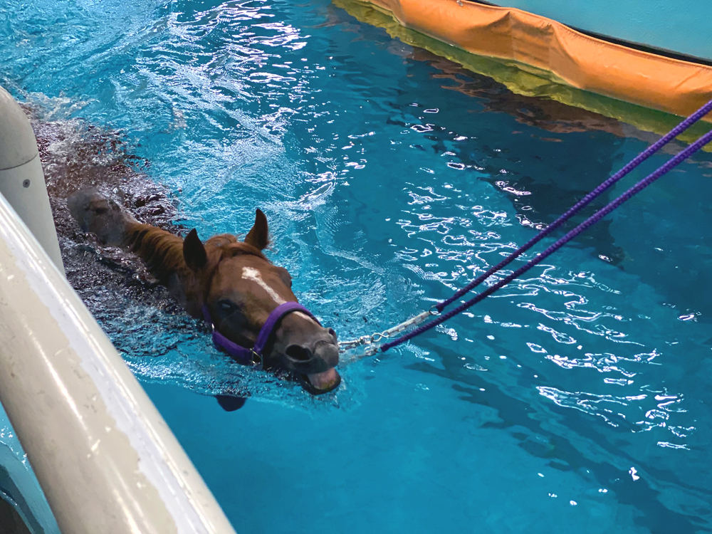 プールで泳ぐ競走馬