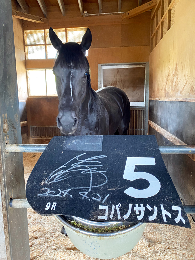 4/21(日)の比良山特別で3勝目を挙げたコパノサントス