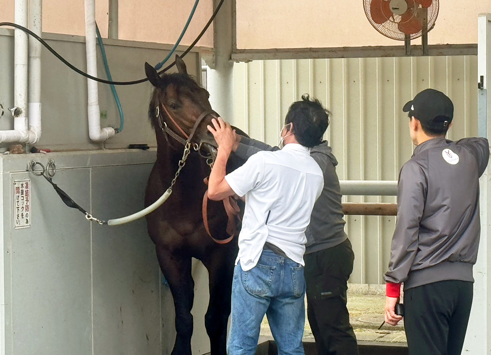 京王杯SCで重賞初挑戦のリュミエールノワル
