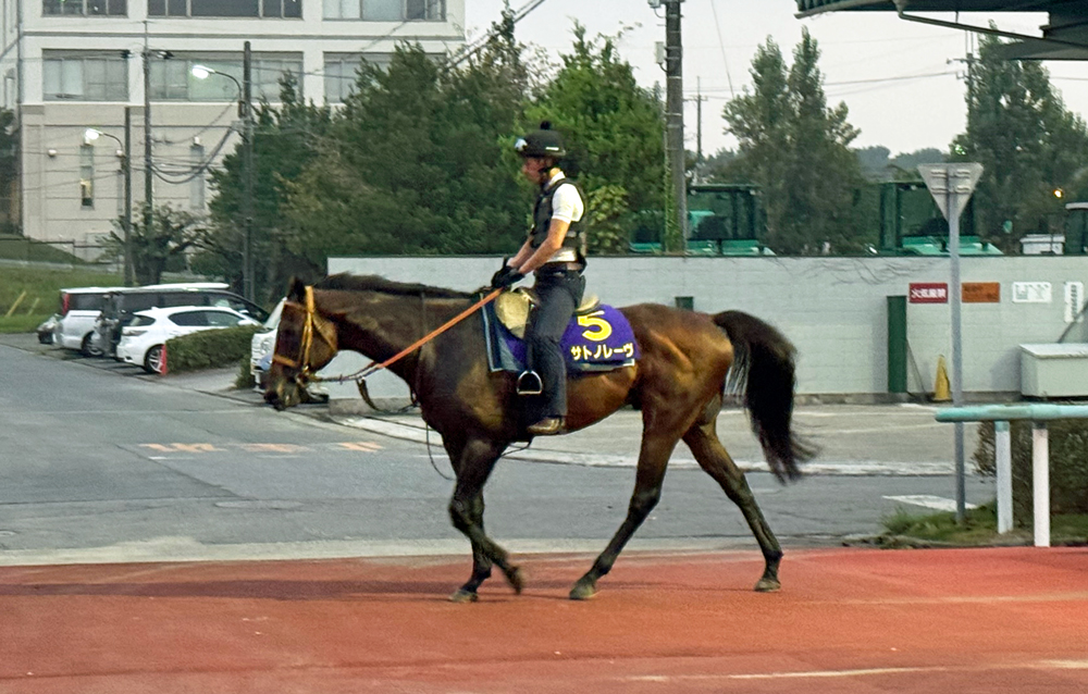 スプリントGI春秋連覇を狙うサトノレーヴ