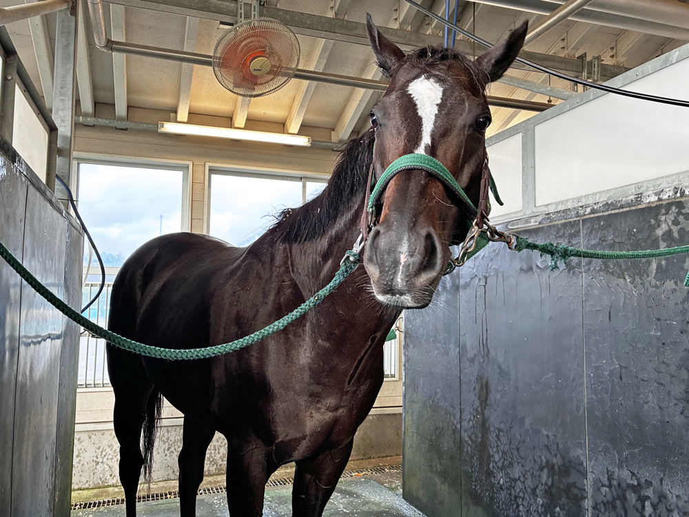 約3年振りのGI出走になるセイウンハーデス 約3年振りのGI出走になるセイウンハーデス