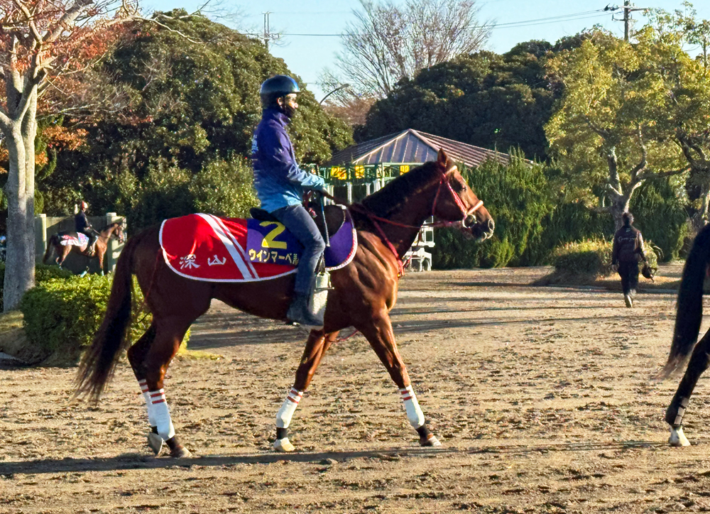 昨年の3着馬ウインマーベル