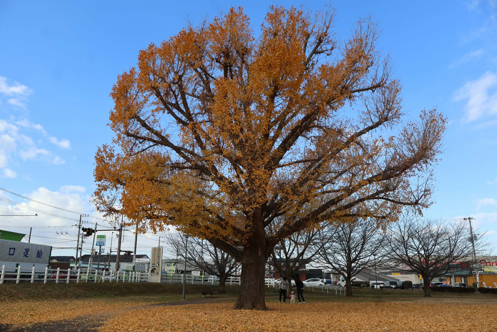 新木戸の大銀杏 新木戸の大銀杏