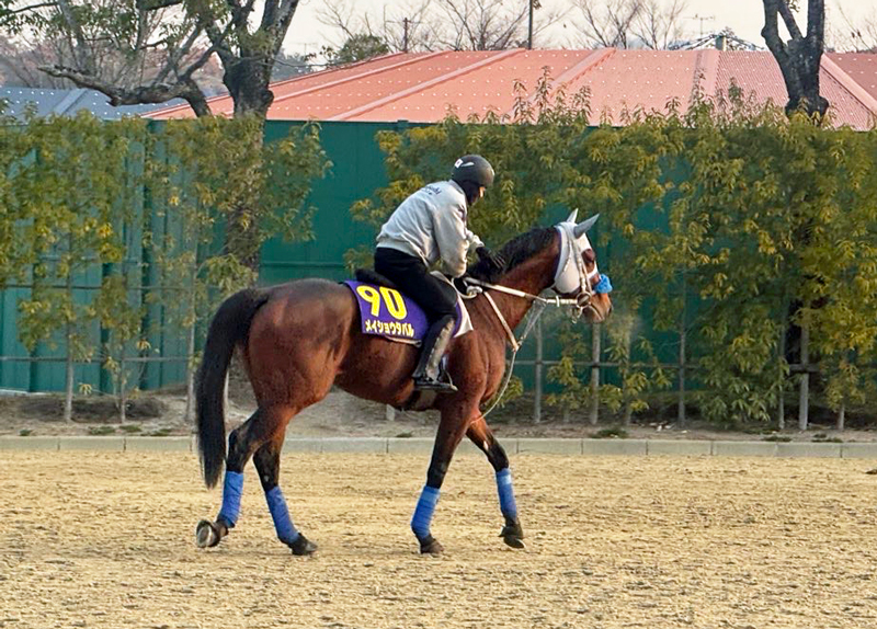 春秋グランプリ制覇を狙うメイショウタバル