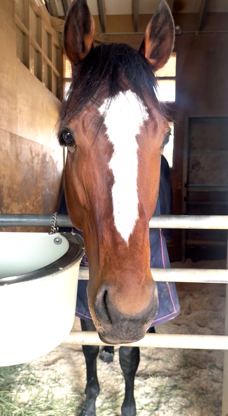 展開の鍵も握るメイショウタバル