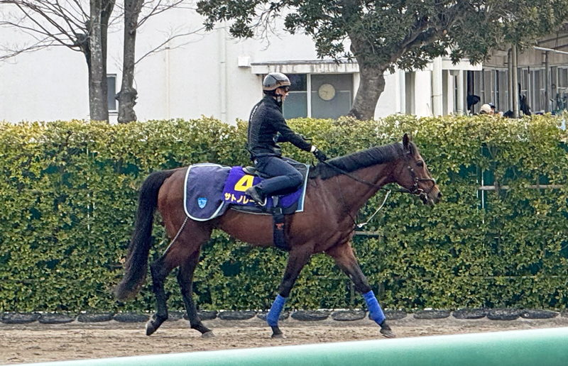 昨年の高松宮記念勝ち馬サトノレーヴ
