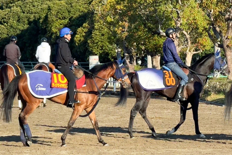 陣営のトーンが高いディアダイヤモンド(左)