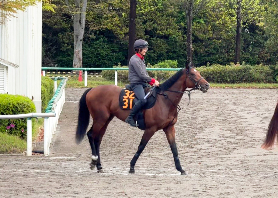 武豊騎手に乗り替わるゴーイントゥスカイ