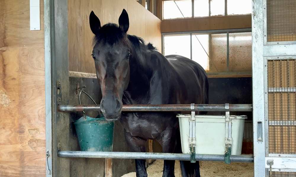 ダービーで二冠を狙う皐月賞馬・ロブチェン ダービーで二冠を狙う皐月賞馬・ロブチェン
