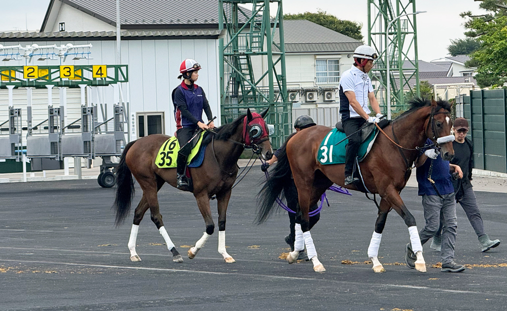 デビュー戦6馬身差圧勝のシグレ(左) デビュー戦6馬身差圧勝のシグレ(左)