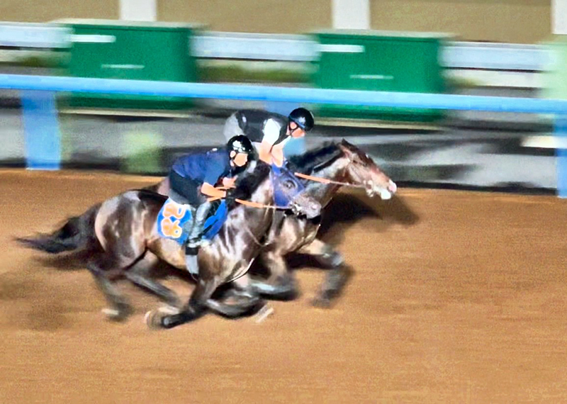 午前2時半に行われたフィンガーの国内最終追い切り 午前2時半に行われたフィンガーの国内最終追い切り