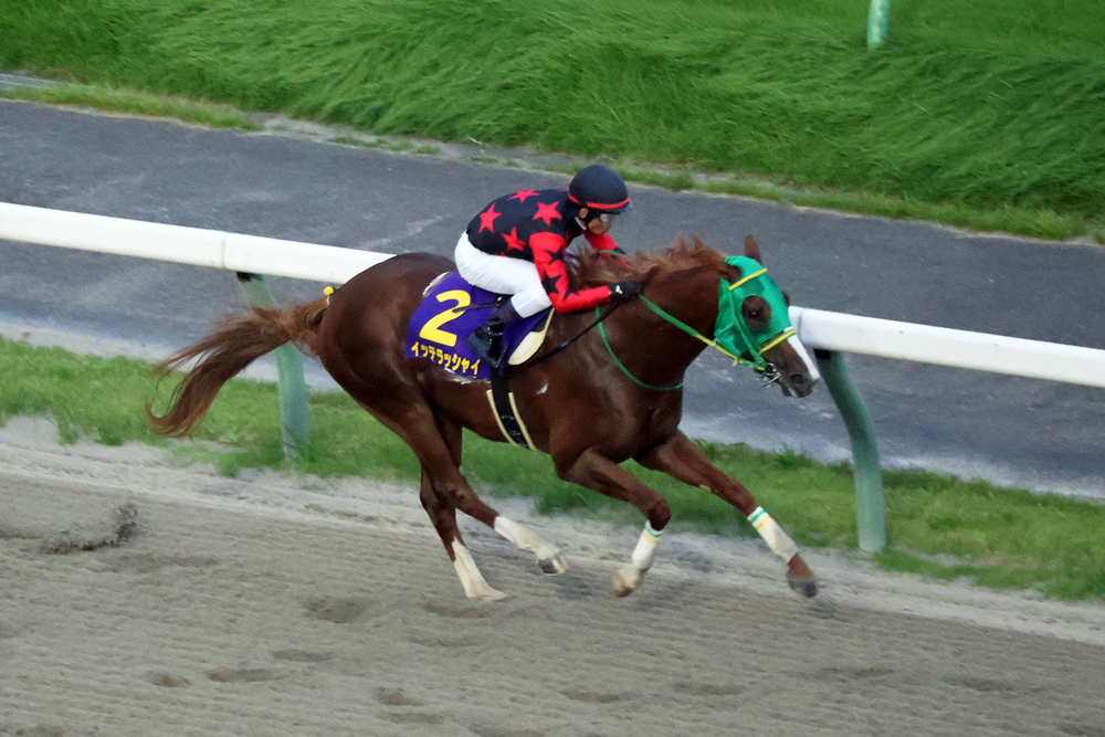 不来方賞を圧勝したイッテラッシャイ 不来方賞を圧勝したイッテラッシャイ