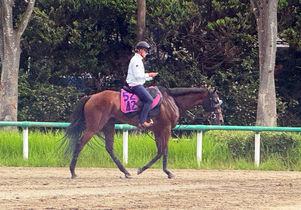 桜花賞からの休み明け初戦になるジッピーチューン 桜花賞からの休み明け初戦になるジッピーチューン