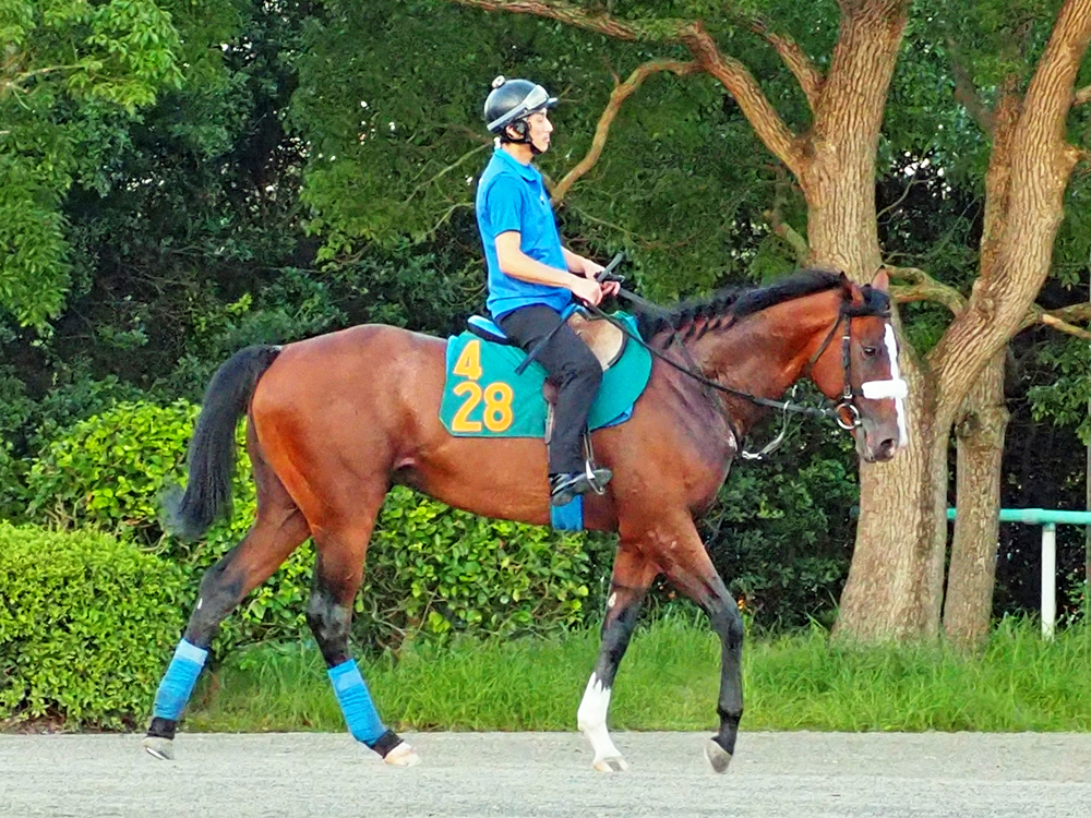  22日札幌芝1800mでデビュー予定のレッドランメルト  
