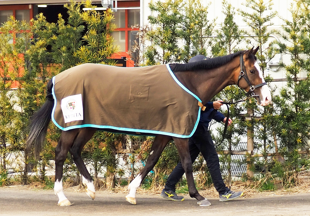 スプリングSに出走予定のアライバル