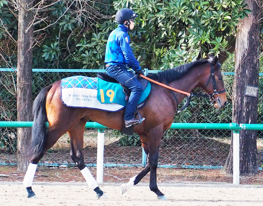 サトノダイヤモンド産駒のルクスグローリア