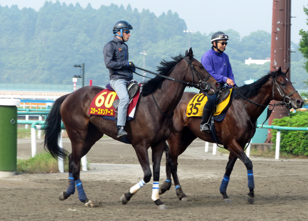 高柳瑞樹厩舎のスターズオンアース