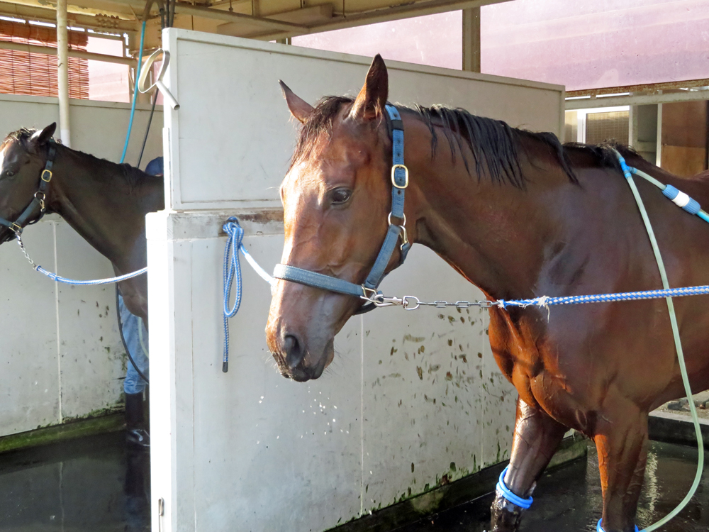牝馬で実質トップハンデのソネットフレーズ