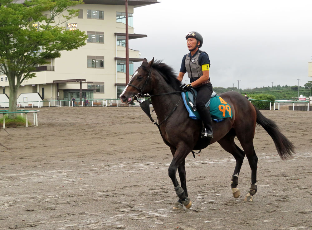 今週はインゼルレーシングが送り出す新馬2頭に注目！/東スポ・藤井記者の“若駒”生情報！