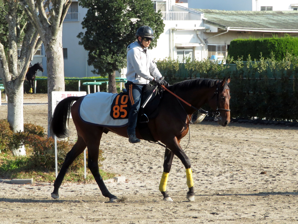 武井亮厩舎のハーツコンチェルト