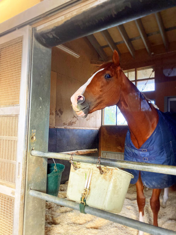 有馬記念に出走する宮本厩舎のボルドグフーシュ