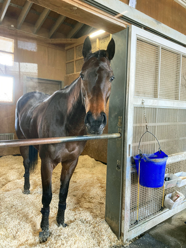 笹田厩舎のエニシノウタ
