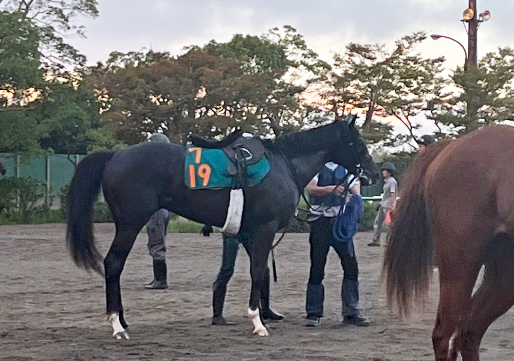 上原博厩舎のクリーンエア(父リアルインパクト)