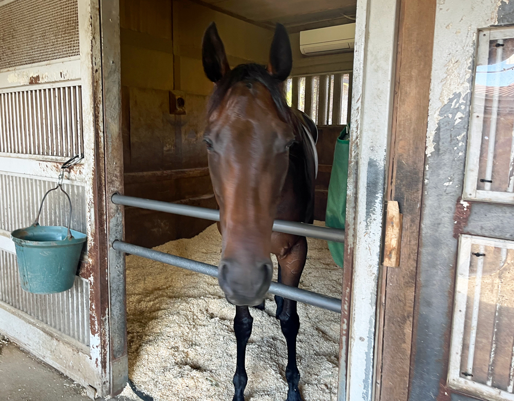 奥村武厩舎のキミワクイーン