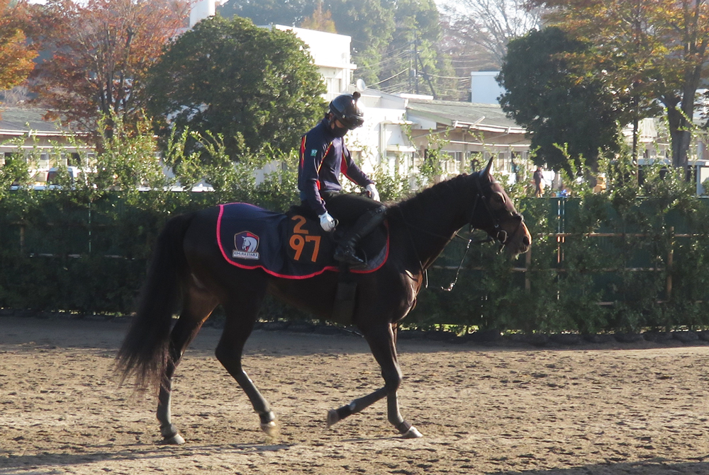 木村厩舎のカンティアーモ